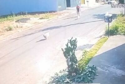 Imagem da notícia Câmera de segurança registra furto de cachorra Lhaza Apso em Chapadão do Sul
